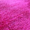 NC State 4'x6' Rug